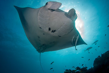 Australia Diving Galleries