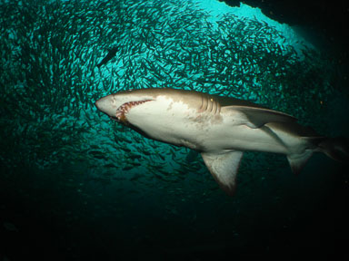 Australia Diving Galleries